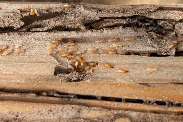 Spider Control Near Me in Allyn, WA